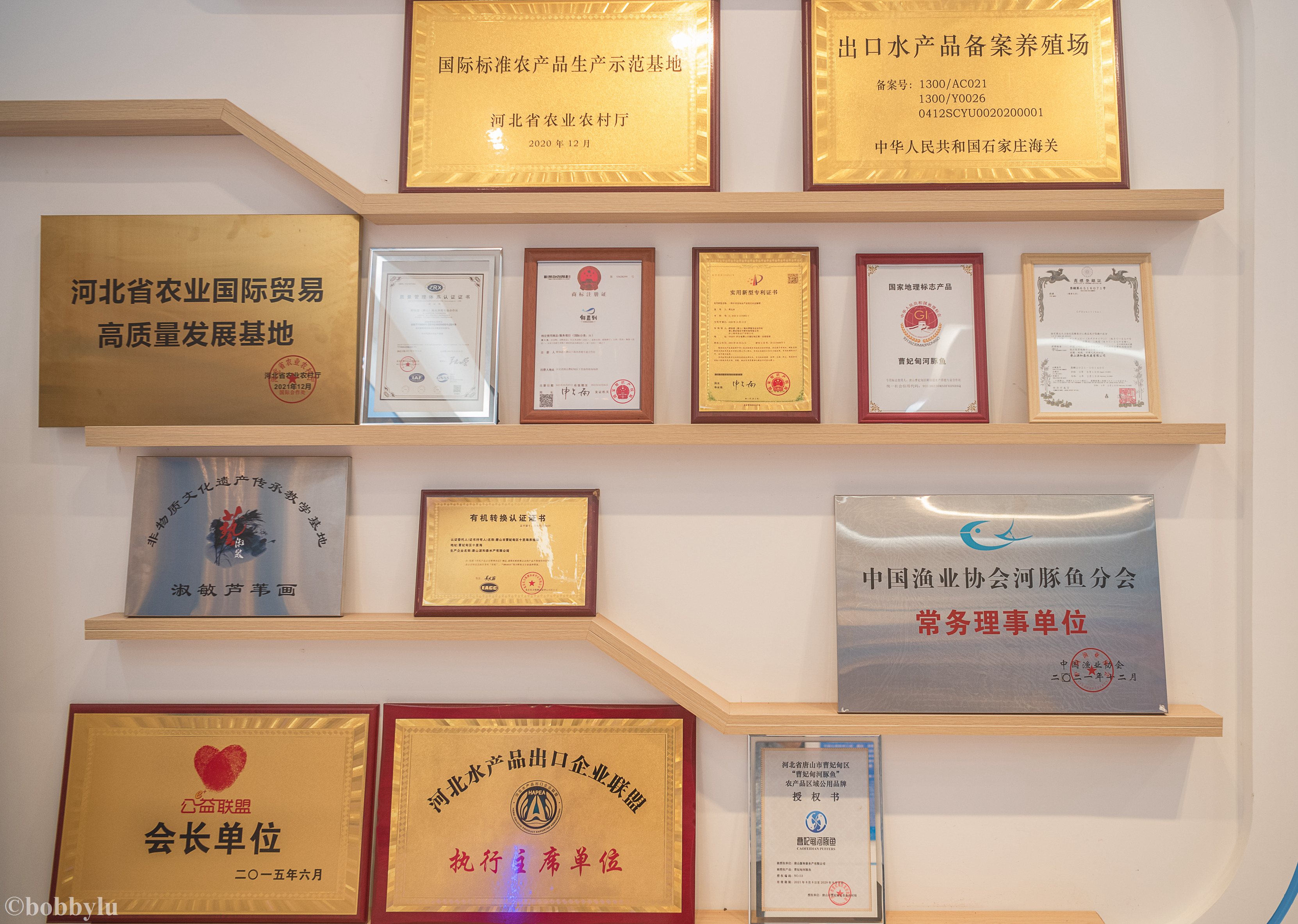 美味河豚有多金贵？养殖就有多娇贵！十里海河豚小镇探秘美食之源