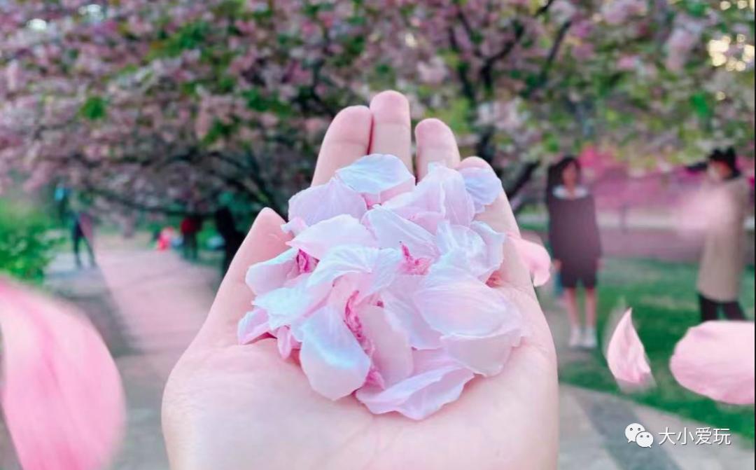 超级美的樱花美景全景,浪漫樱花海美景图