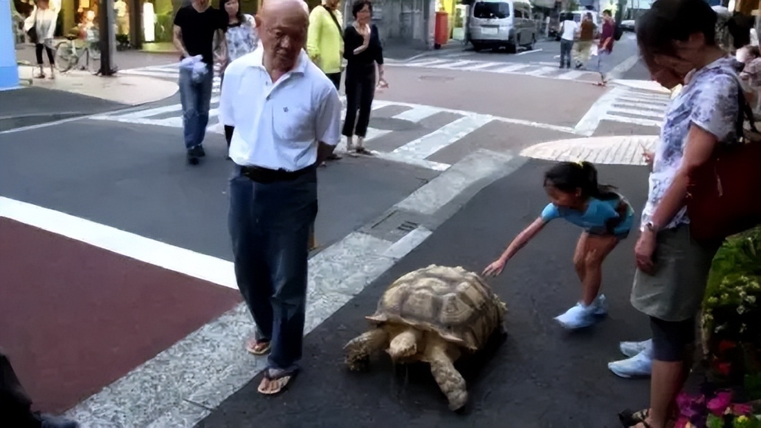 奇妙的陆龟,奇妙的小陆龟