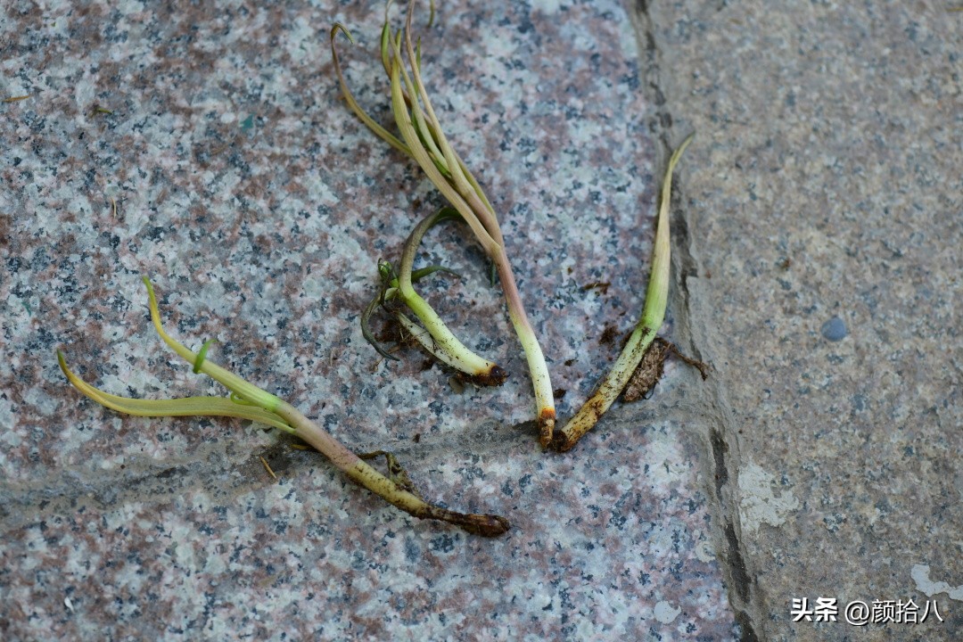 这两年挑战的一些小众球根植物，有收获也有失败|园丁