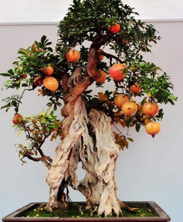 院落石榴树养护,石榴树风水与养护