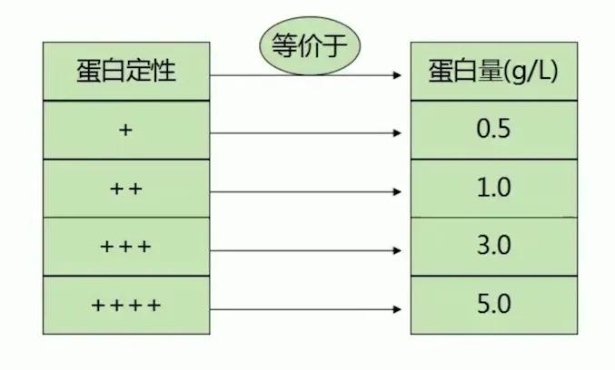 带你走进泌尿系统，了解血尿、蛋白尿
