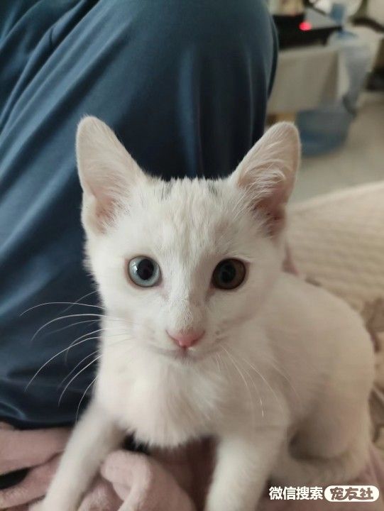 附近宠物店免费领养同城,猫狗领养平台免费赠送狗狗