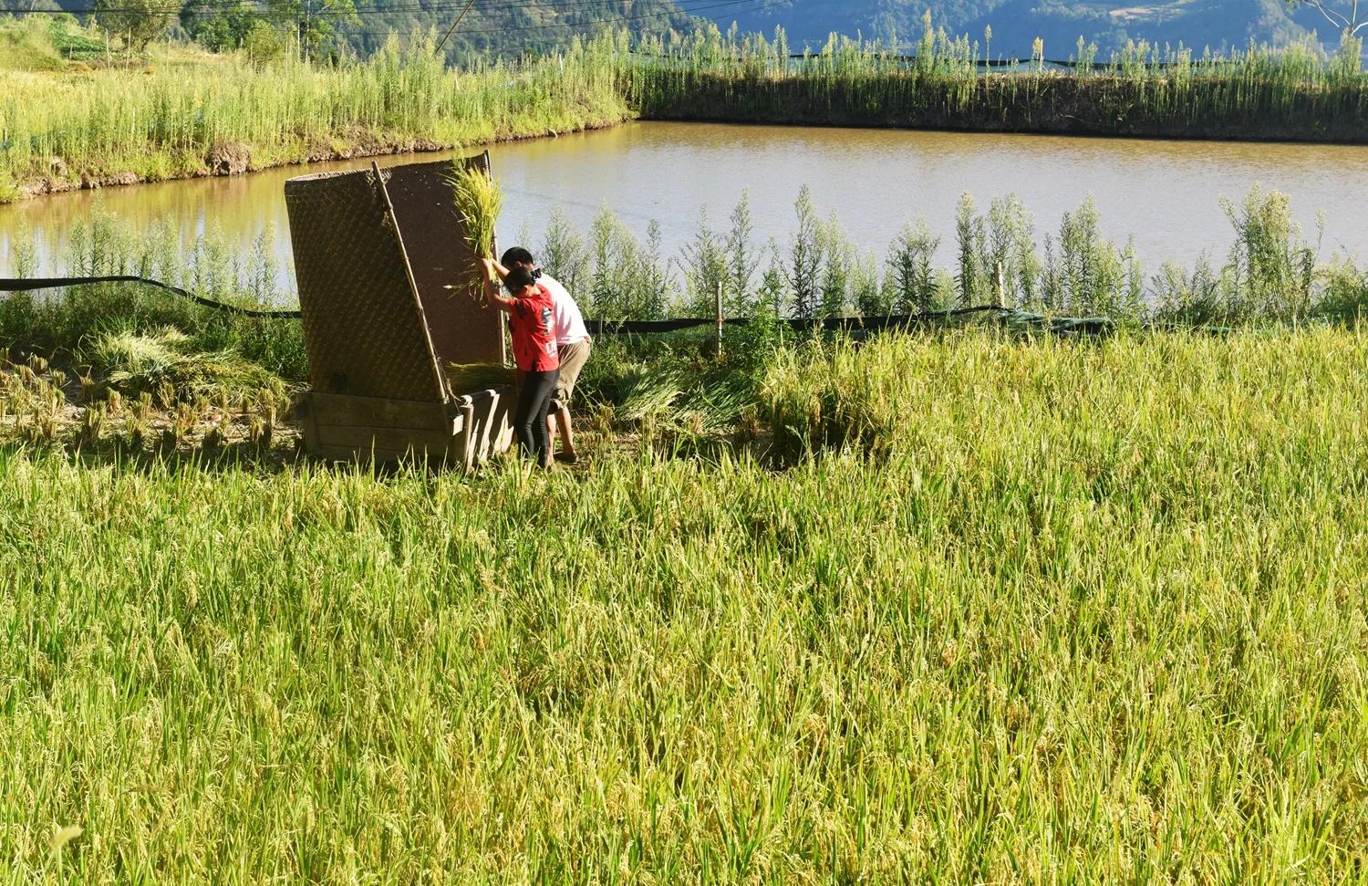 稻菽飘香各地丰收忙,稻菽飘香图片