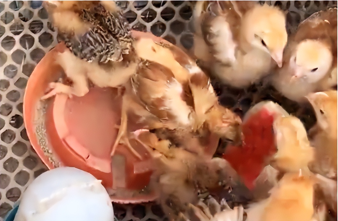 雏鸡拉水怎么办,雏鸡拉出来的是水便怎么治