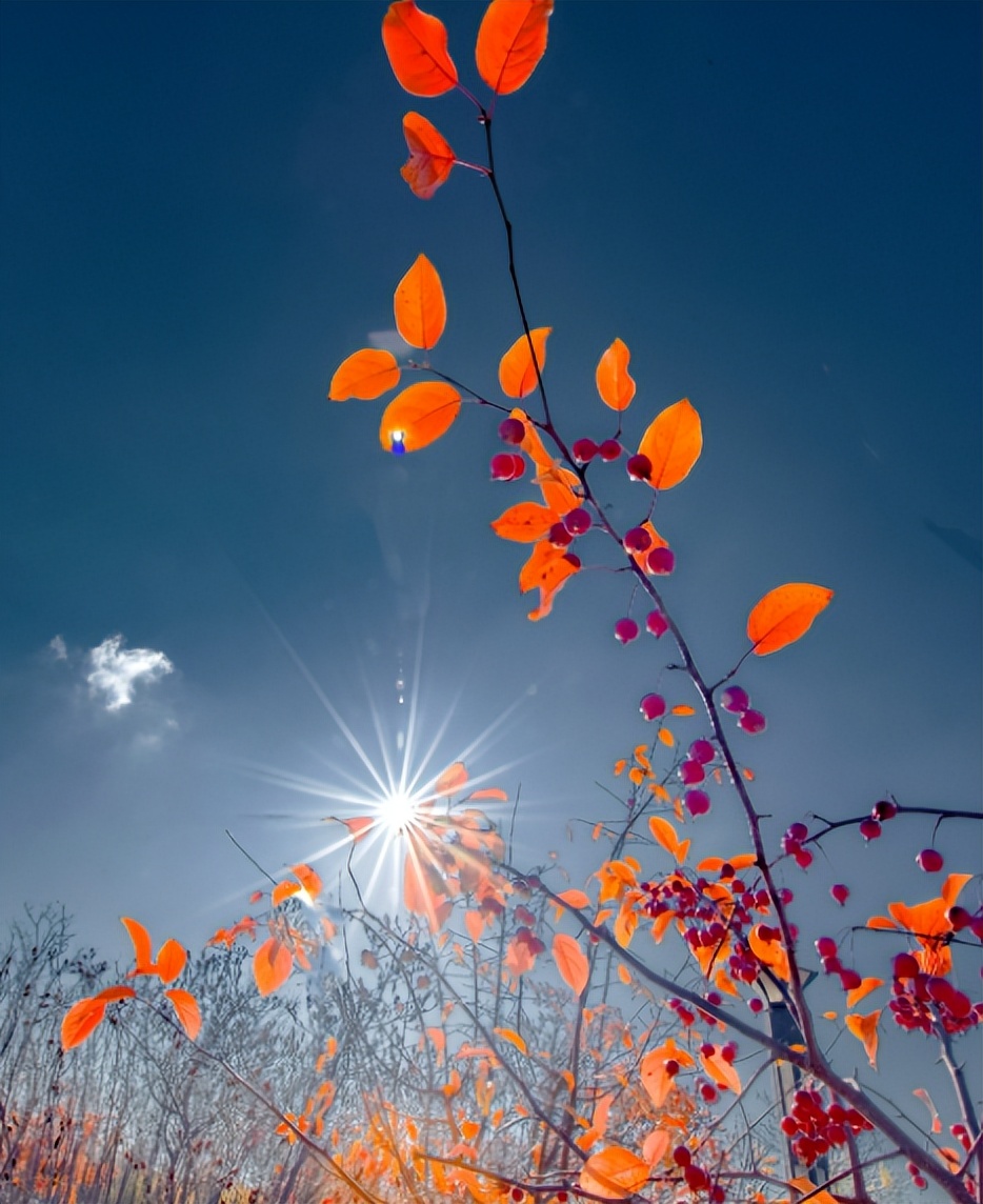 古诗词里的冬日温暖,古诗词里最美的冬天句子