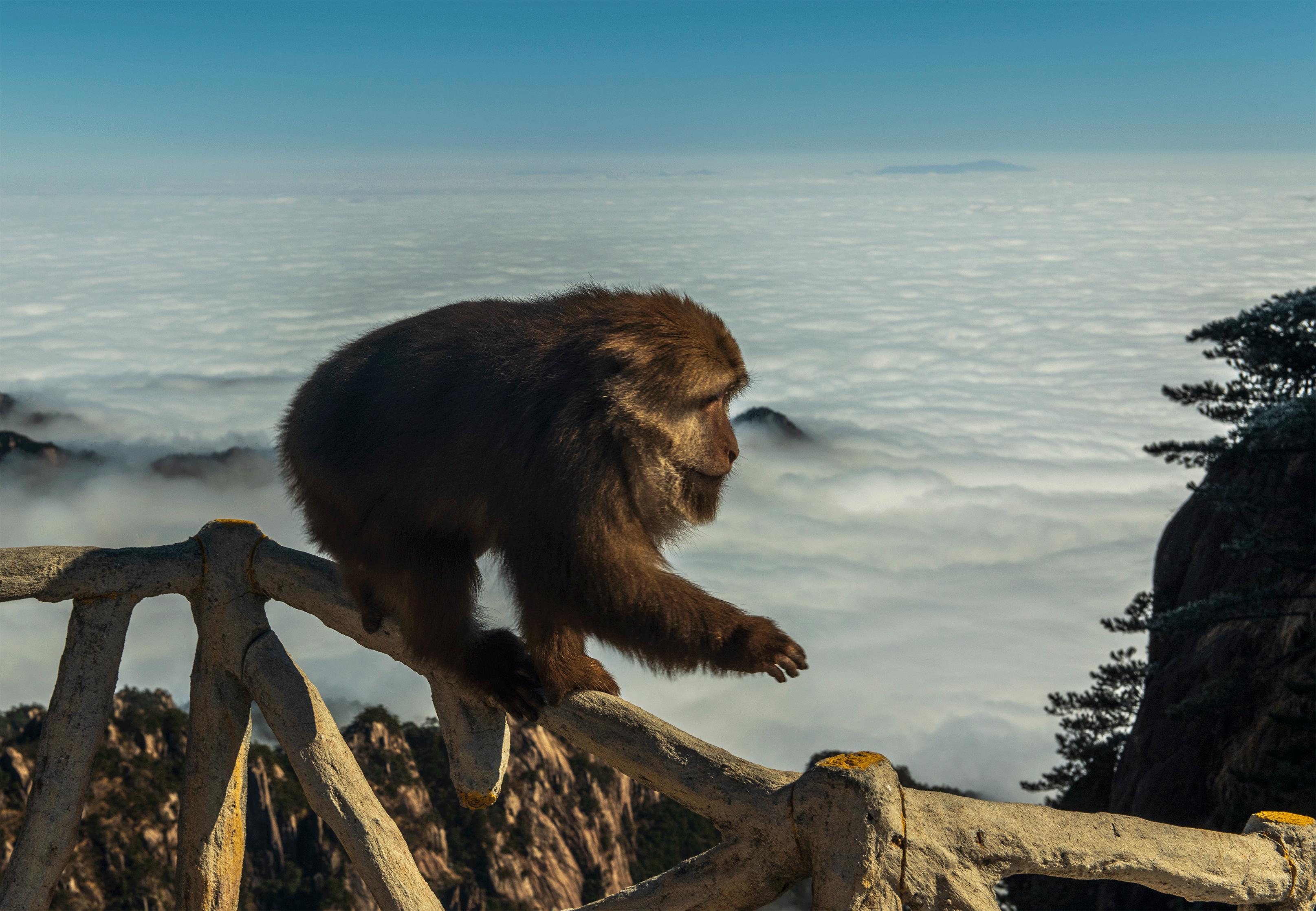 猴崽苦练猴爪功和铁砂掌，随母逃亡八年后竟然一掌成王|故事