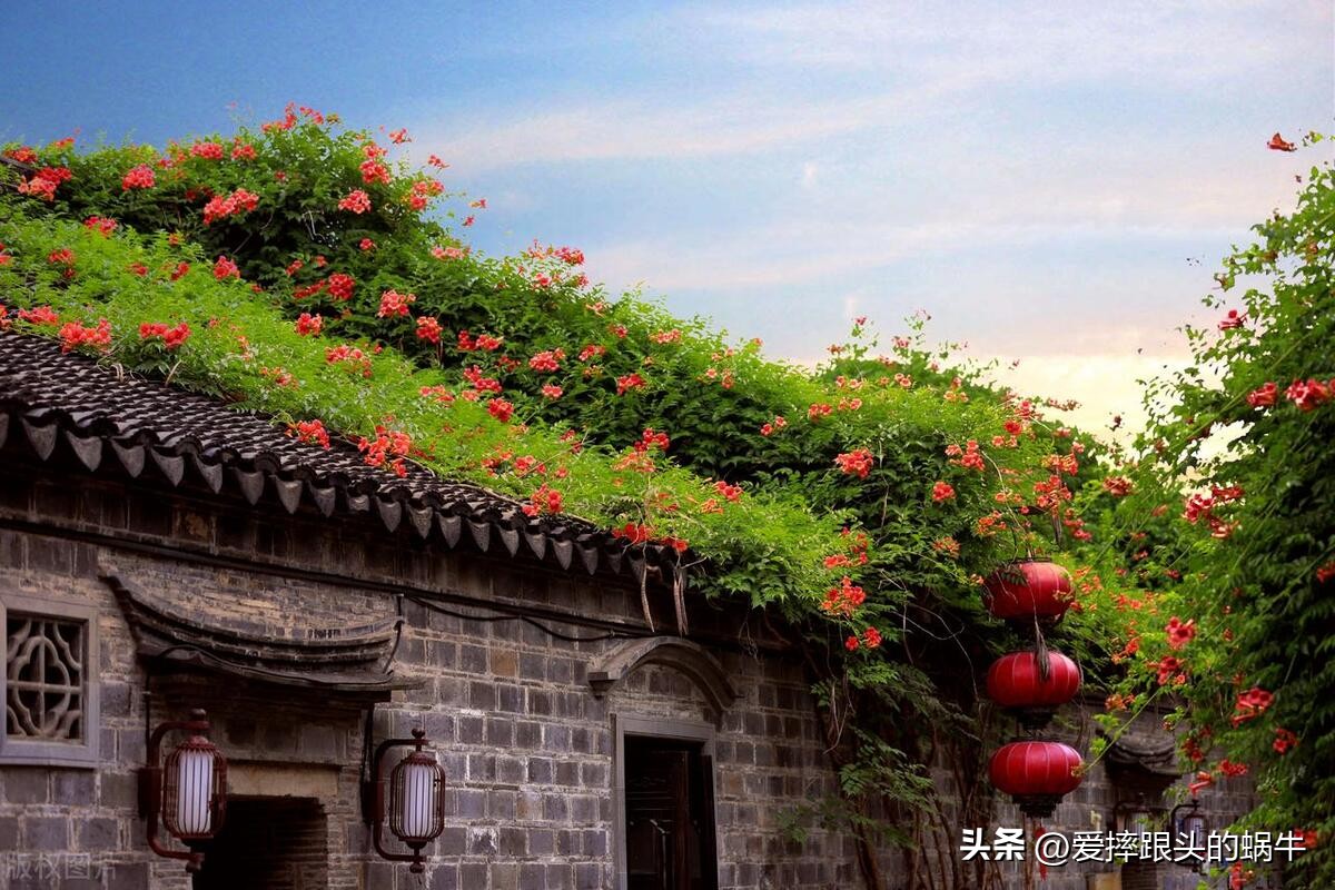 夏日里盛开的凌霄花,绚烂开放的凌霄花