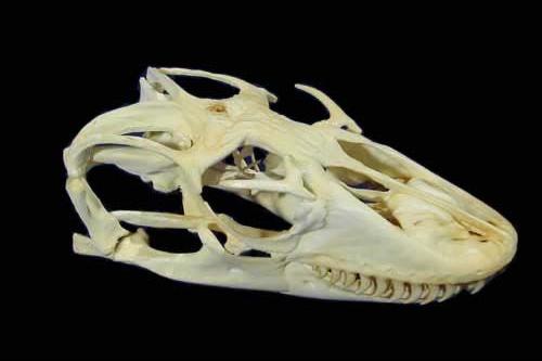 家前屋后栽蛇草真的能驱蛇吗,门前种什么草蛇会怕