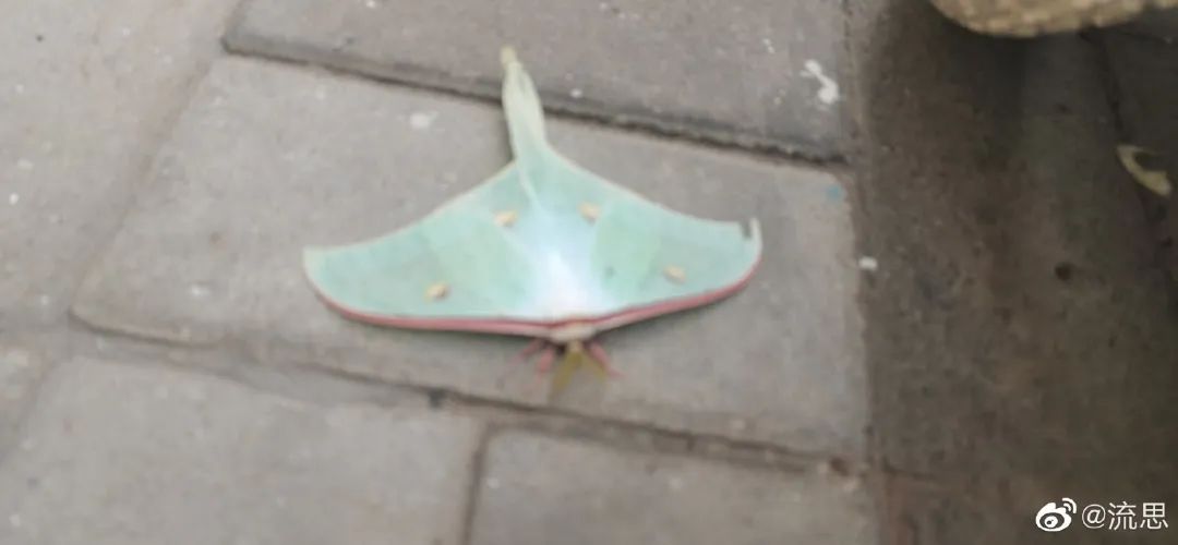 网友发现的奇怪昆虫,京津冀地区发现不明昆虫