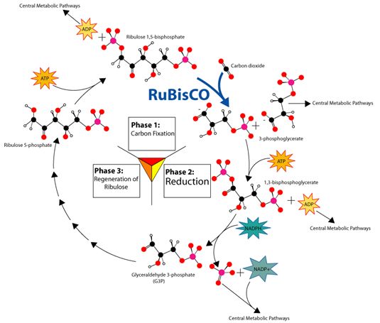 人工合成淀粉的新闻资料,人工合成淀粉新闻头条