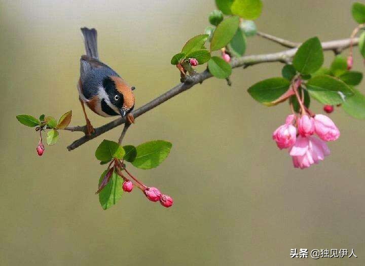散与群芳自在春：许你一场诗词里的春暖花开，每一朵都惊艳了春天