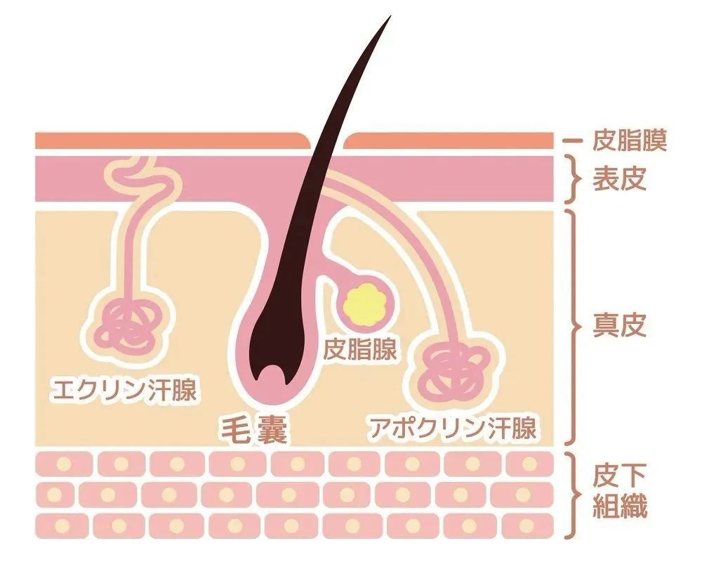 全网最好用的脱毛产品,热门口碑脱毛产品