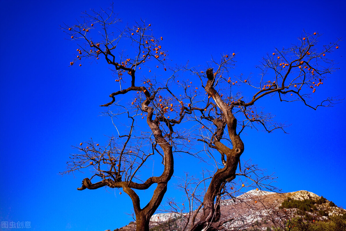 农村老人说“柿木案板,槐木椽,桑木扁担用万年”,有科学道理吗
