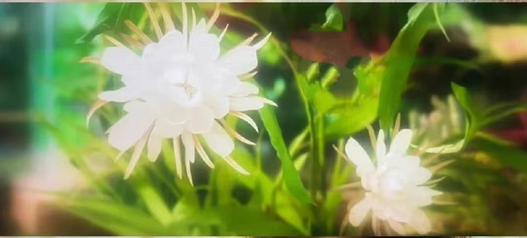 生如夏花之绚烂整首诗,生如夏花之绚烂死如秋叶静美英文