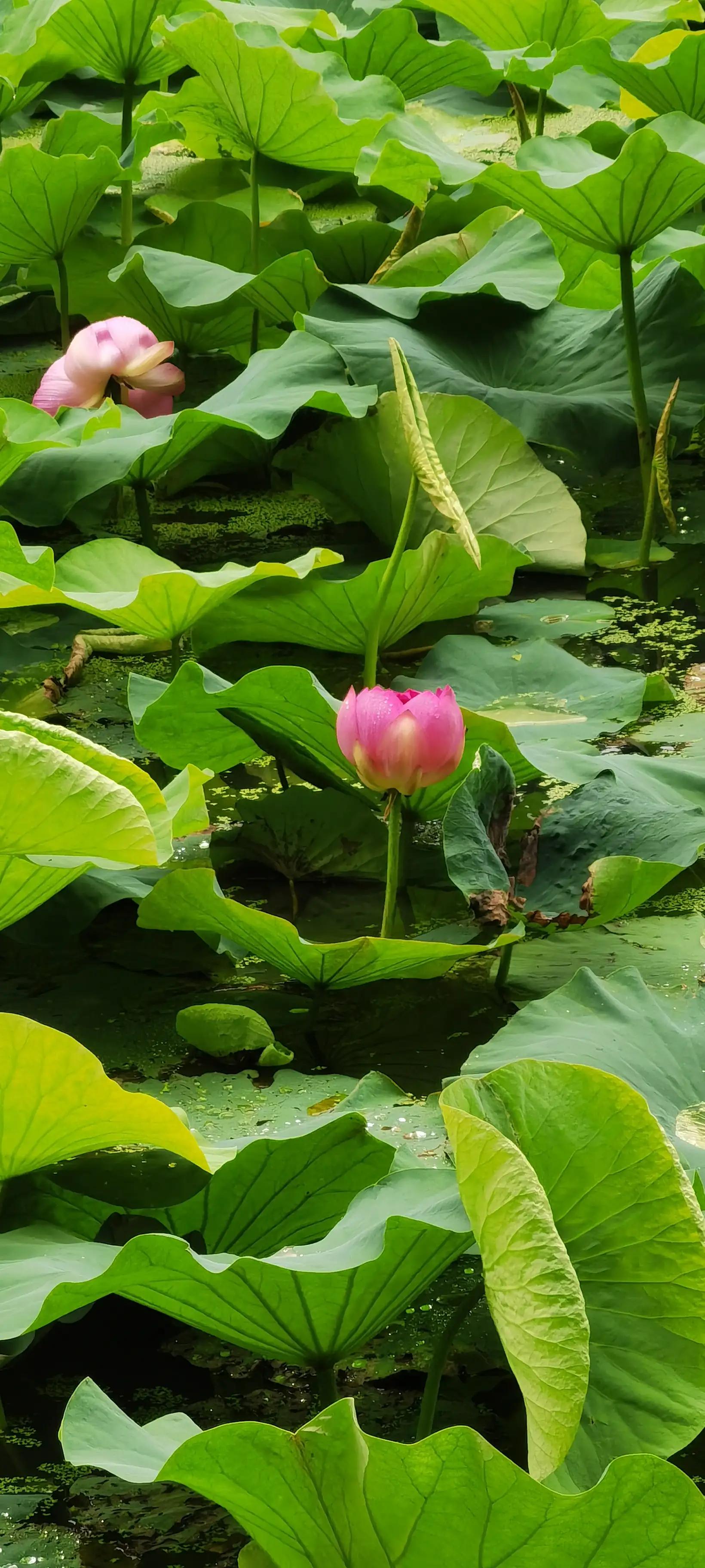 昆明翠湖，“荷”你有约
