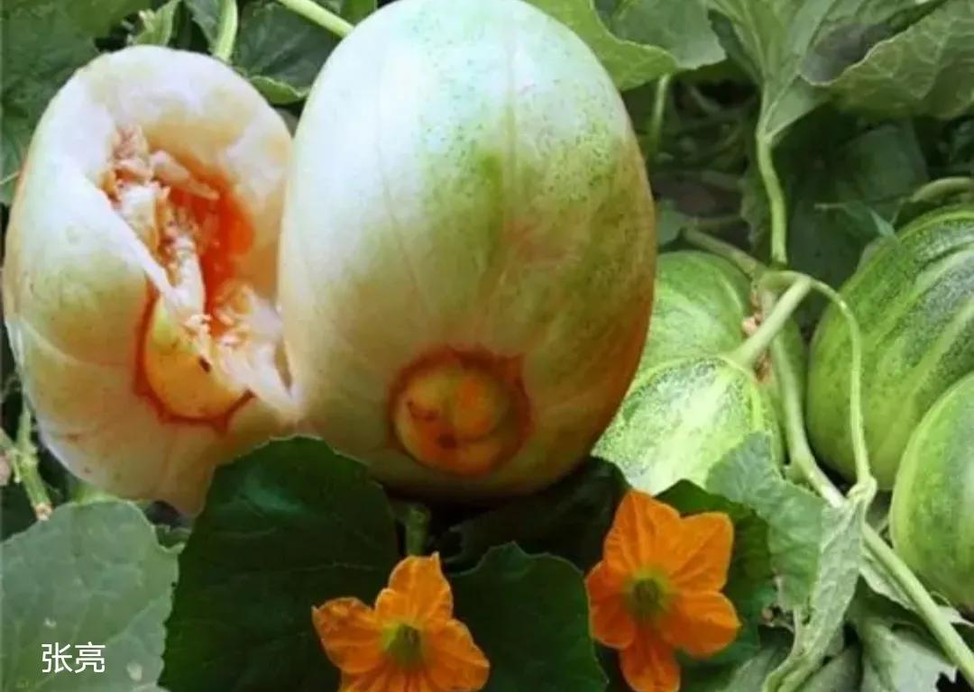 垂涎欲滴的瓜世界：瓜田李下说吃瓜，一片冰心香满园