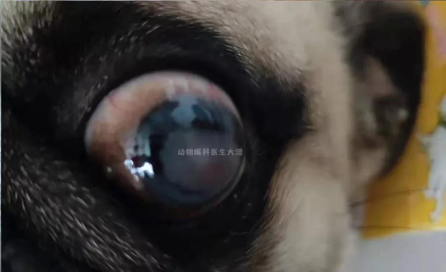 巴哥眼角膜溃疡用啥眼药水,巴哥角膜溃疡