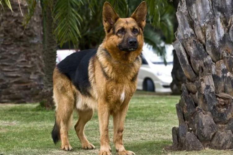 汶川地震67只搜救犬全部离世,汶川地震的67只搜救犬