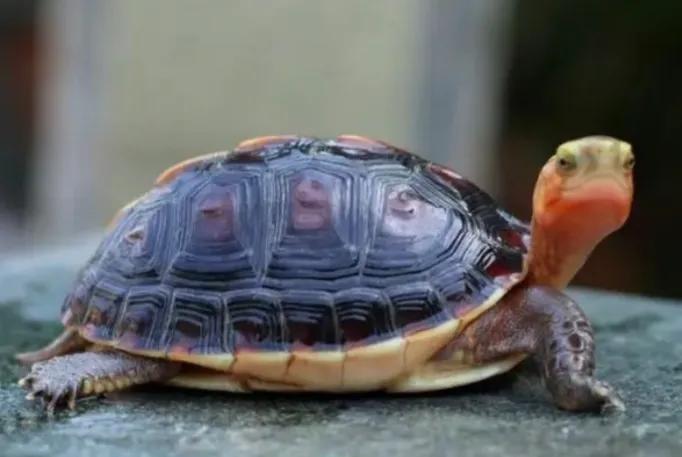 适合新手养互动性强的龟,什么品种的龟容易饲养和互动