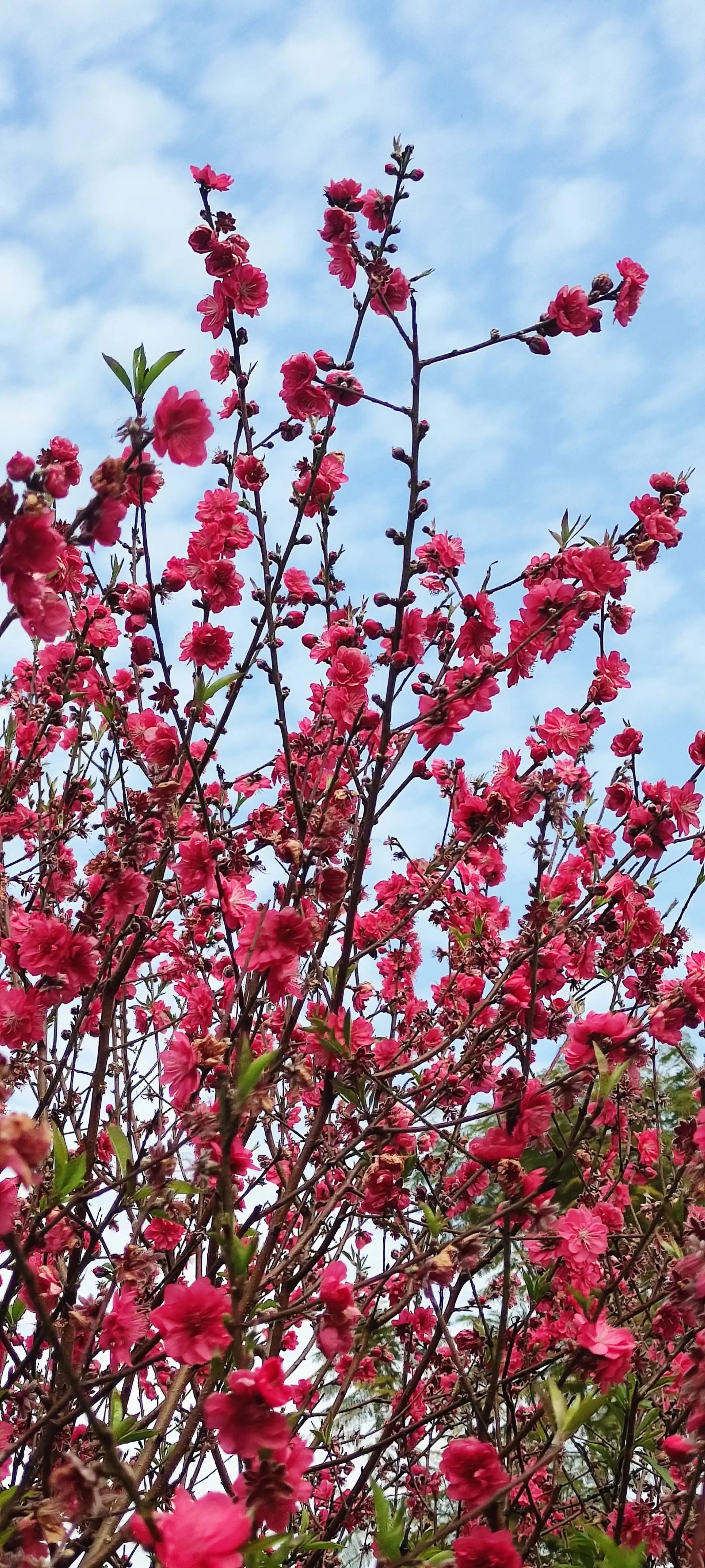 广州从化后花园,从化是广州的后花园吗