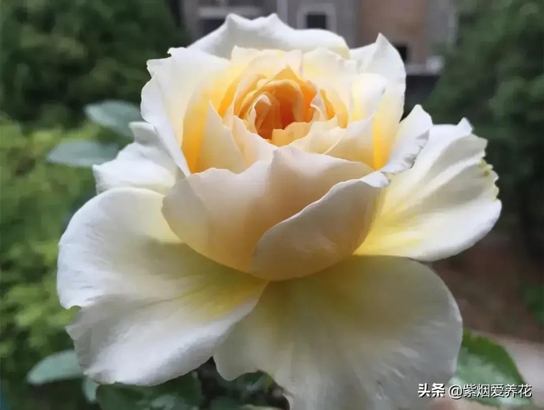 哪些月季仙气十足,又美又香的月季品种