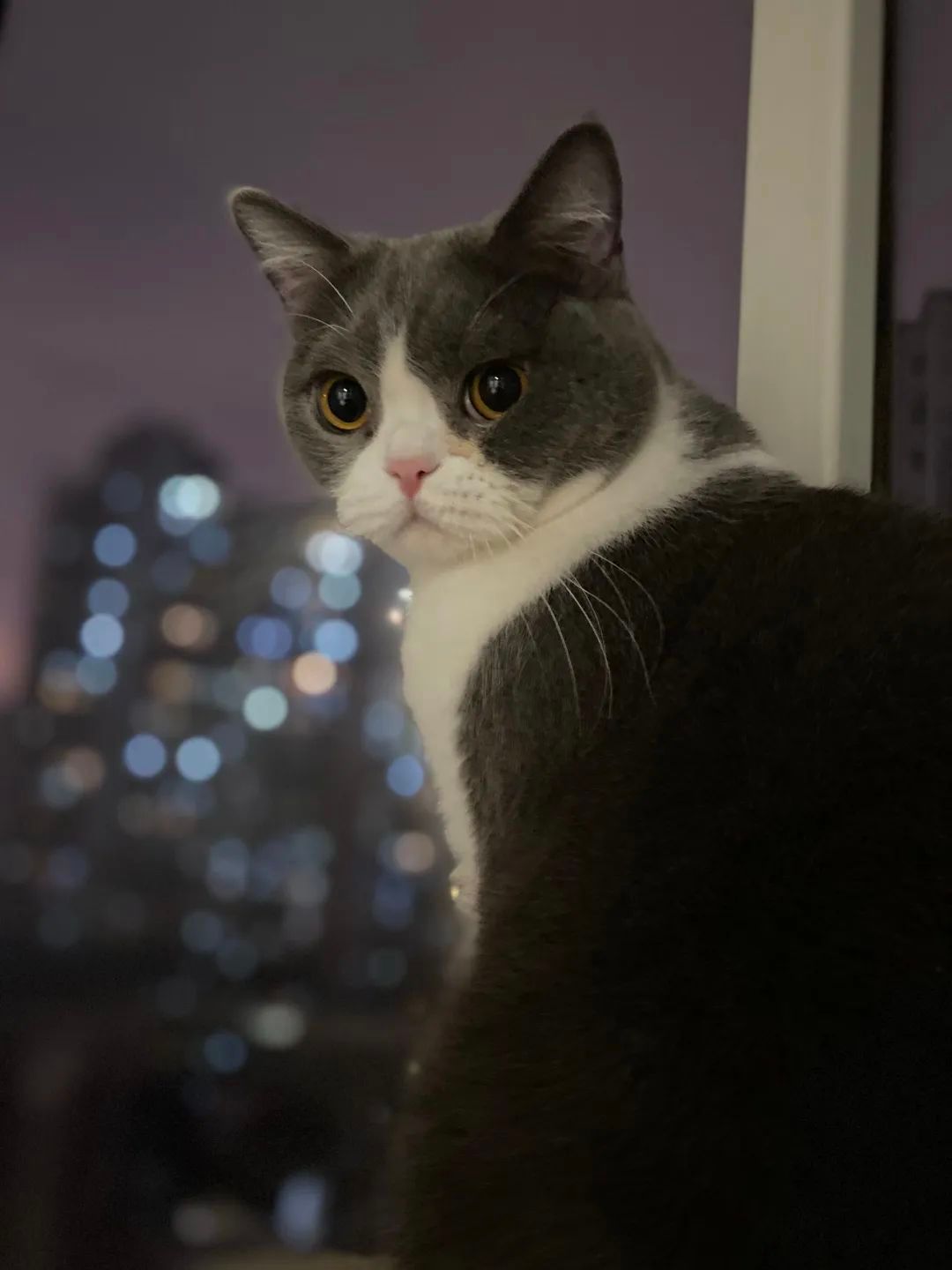 毛毛宠城堡新宠:登登|写给我的小猫咪