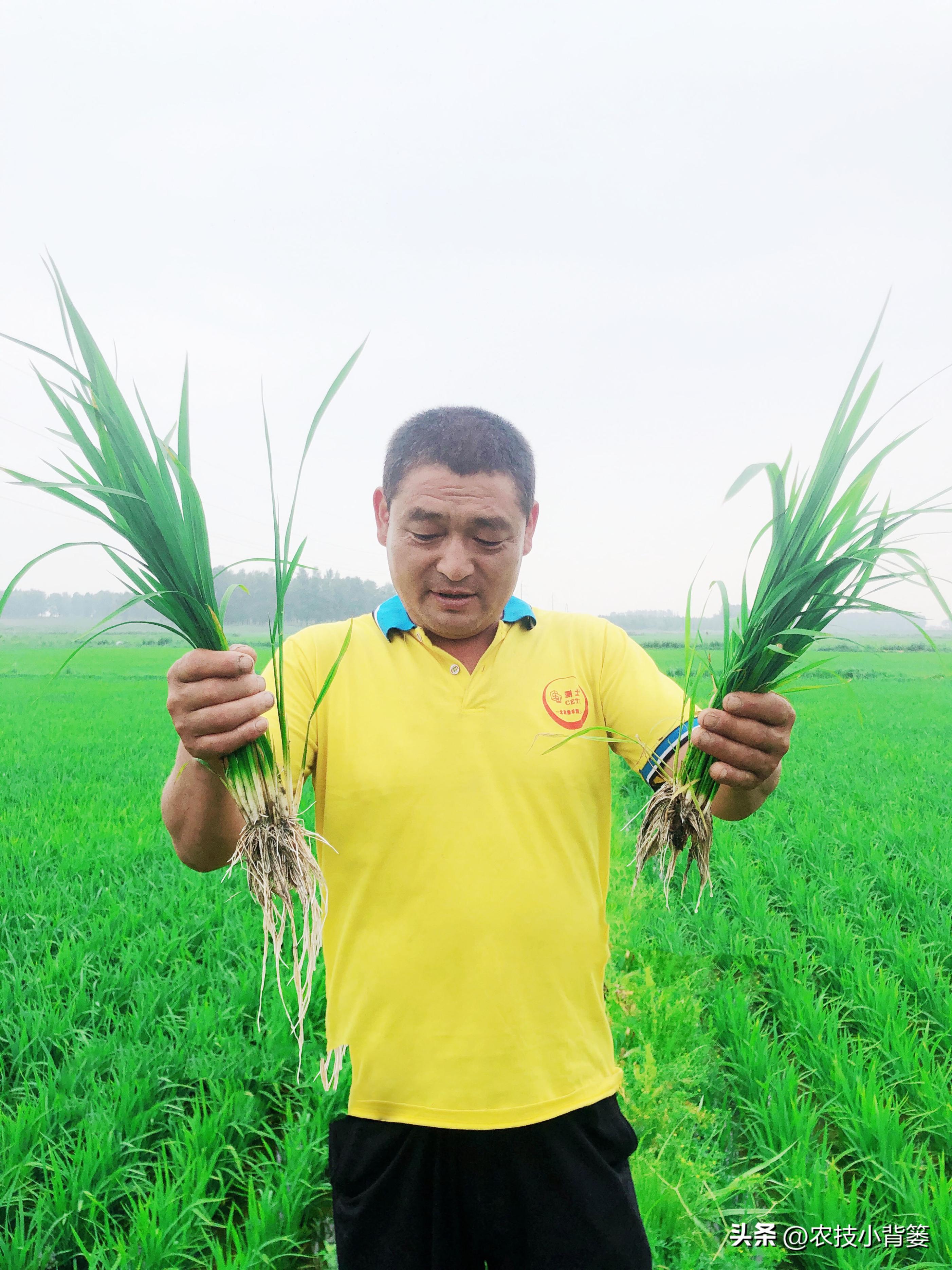 植物根损坏了还能生长吗,植物根伤了怎么治