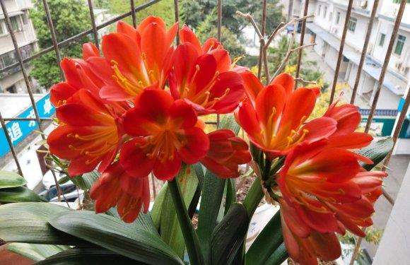 旺财避煞的盆栽有哪些,盆栽寓意人旺财旺都有什么