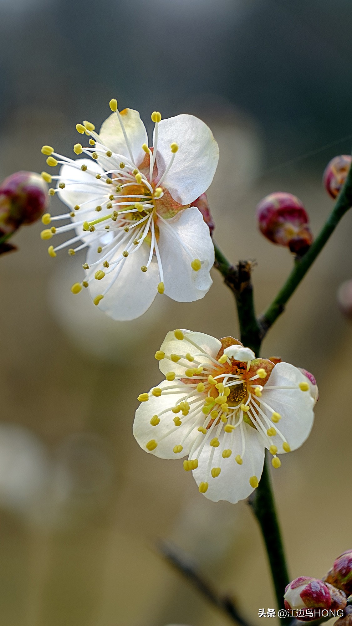 微距第一视角拍摄神器,拍微距最好的相机和镜头