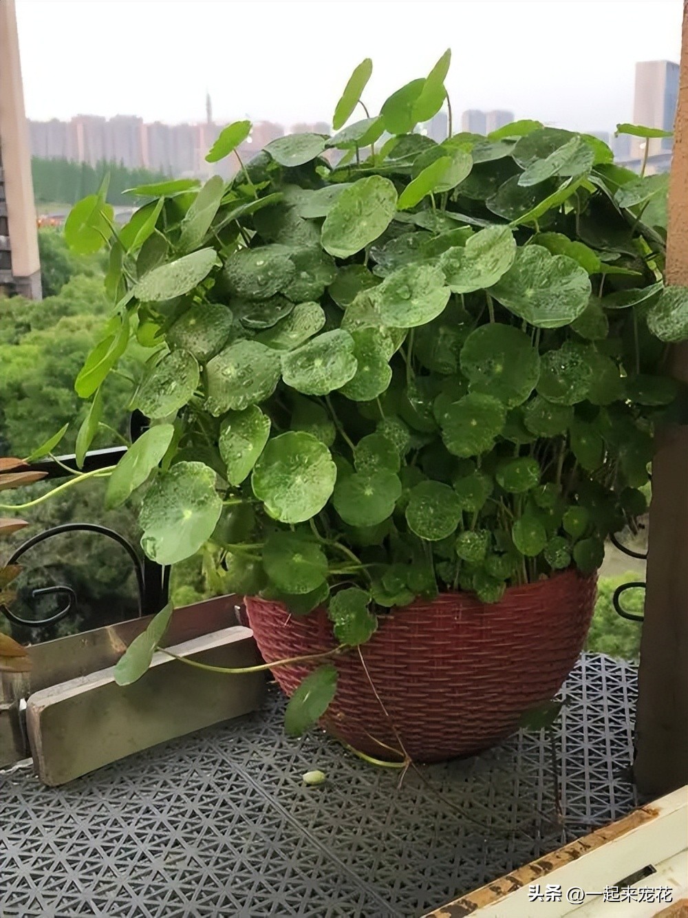 夏季花的修剪方法,哪些花春季修剪好养