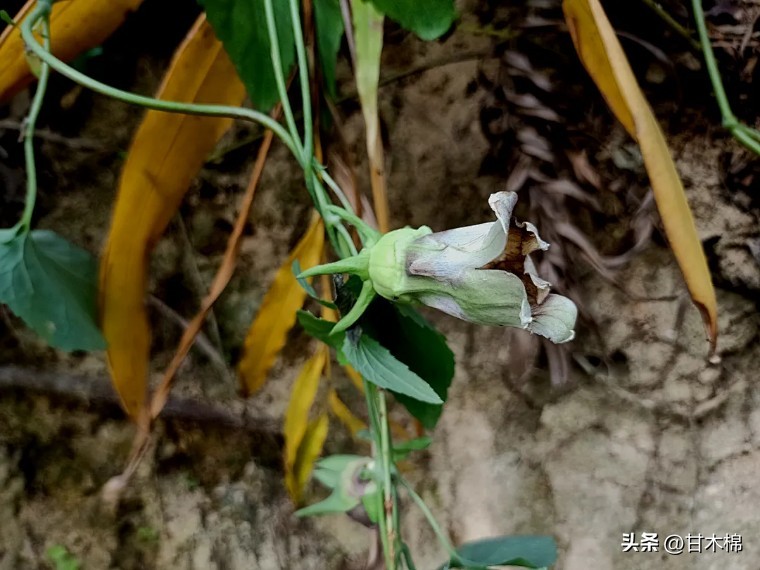 这种野果很清甜，它的根茎还是上好的煲汤辅料，可惜很多人不认识
