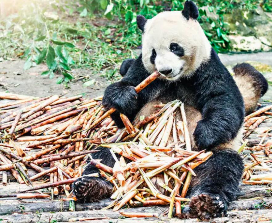 “竹子开花，马上搬家”，竹子开花难道真的是“大灾变”的前兆？