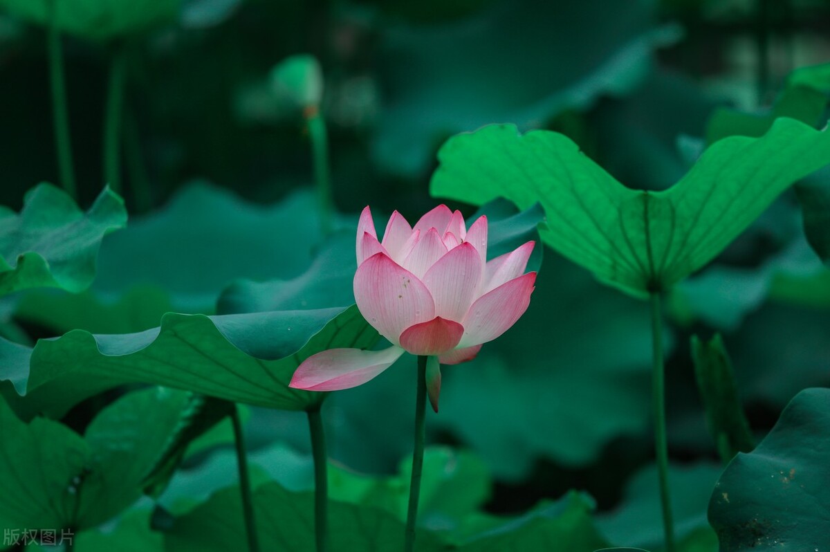 鏉ユ澂2024鍏ㄧ硸鍘诲啺濂惰尪鍥剧墖,鏉ユ澂2022鍏ㄧ硸鍘诲啺閰嶄粈涔堝浘