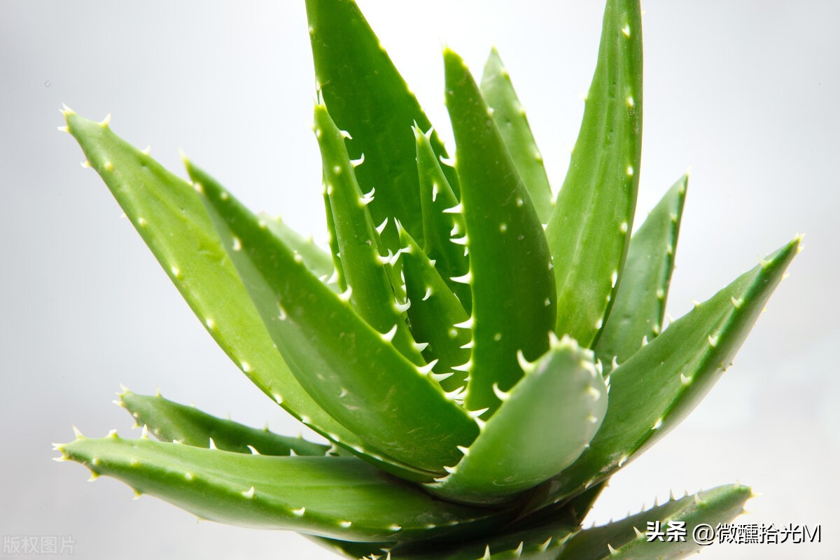 新装修的房子除甲醛，选对这10种绿植，拥有清新健康环境