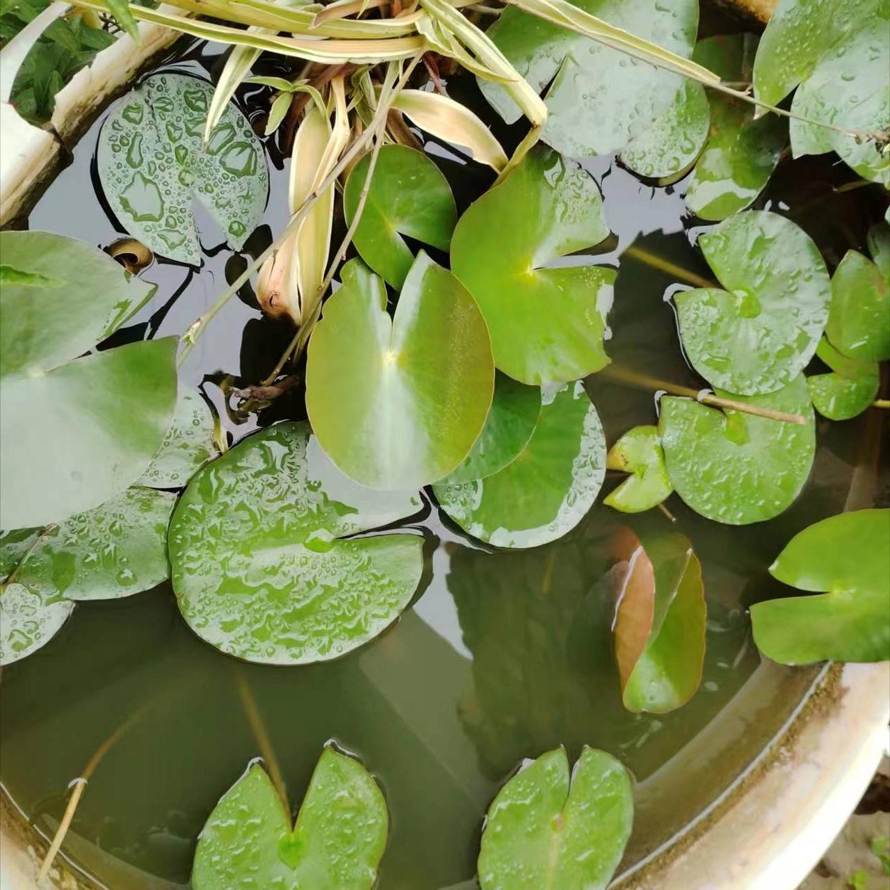 睡莲如何养护才能快速开花,睡莲养护技巧如何养护睡莲