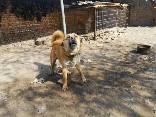 聊斋故事妖窑惊魂,炼鬼丸