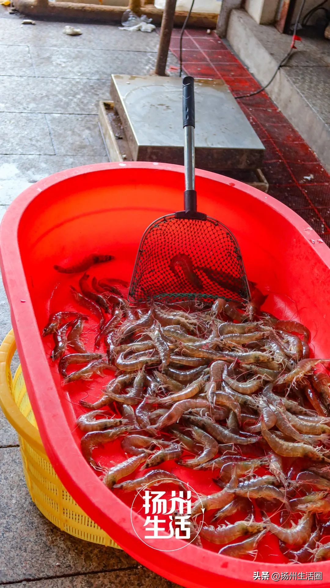 不吃一顿螃蟹，扬州人过不好这个秋天