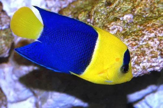 各种漂亮鱼的名称及图片,漂亮可爱的海水观赏鱼