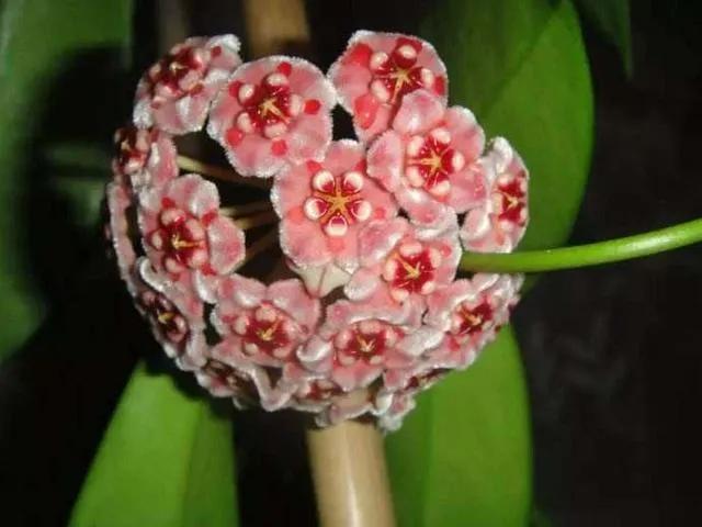 球兰花盛开瞬间,球兰花开完整版