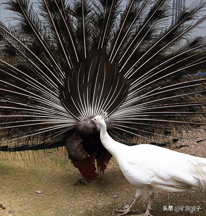 <html>
<head><title>502BadGateway</title></head>
<body>
<center><h1>502BadGateway</h1></center>
<hr><center>nginx</center>
</body>
</html>
<!--apaddingtodisableMSIEandChromefriendlyerrorpage-->
<!--apaddingtodisableMSIEandChromefriendlyerrorpage-->
<!--apaddingtodisableMSIEandChromefriendlyerrorpage-->
<!--apaddingtodisableMSIEandChromefriendlyerrorpage-->
<!--apaddingtodisableMSIEandChromefriendlyerrorpage-->
<!--apaddingtodisableMSIEandChromefriendlyerrorpage-->
