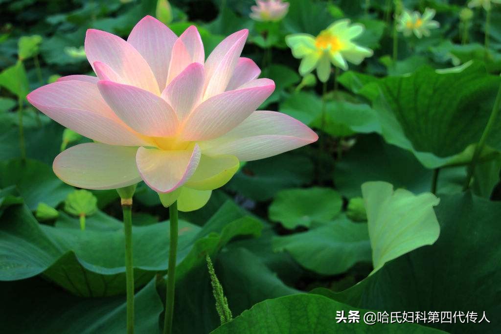 月经量少怎么补救月经紊乱,闭经月经量少怎么办