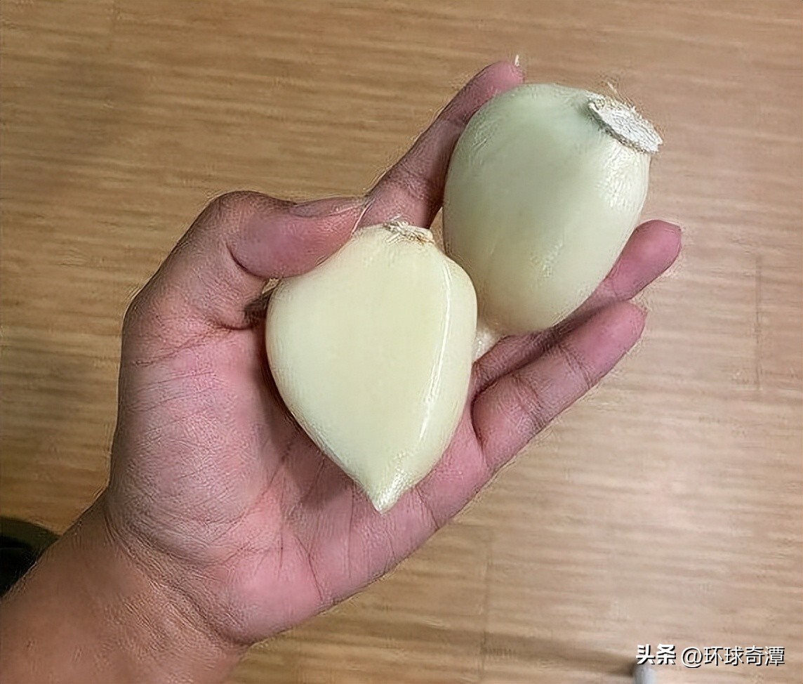 自然界中的庞然大物,自然界奇形怪状的东西