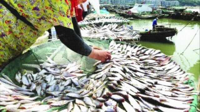 目前野生大黄鱼为什么这么贵,大黄鱼最贵价格多少钱一斤