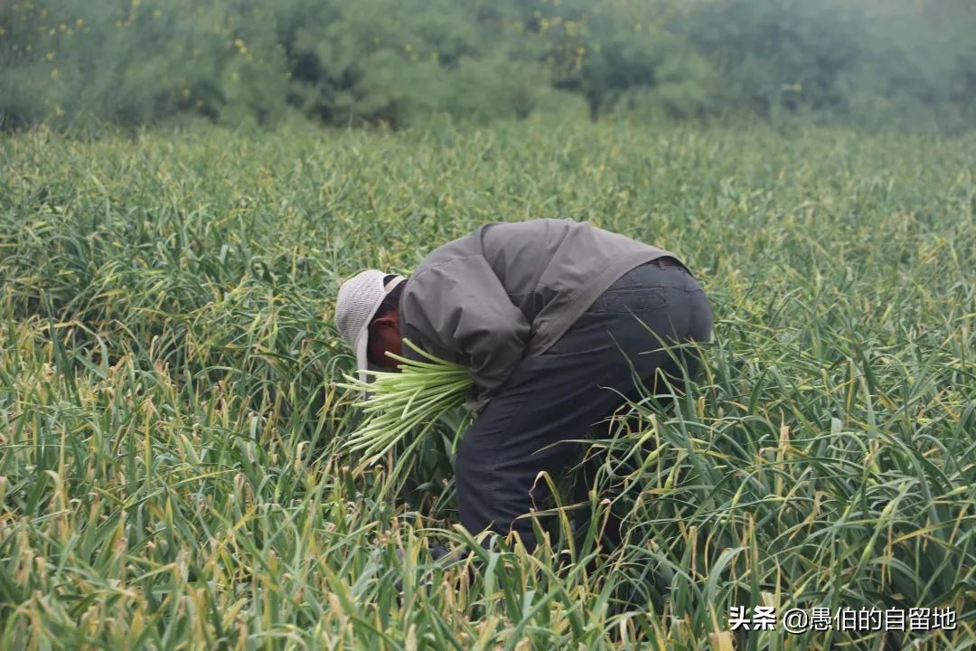 五一快到了农村拔蒜苔,五一劳动节收蒜苔