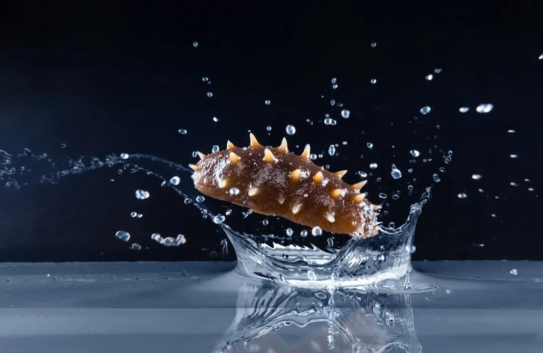 它历来被人们当作冬季进补的佳品,冬季滋补海参首选野生淡干海参