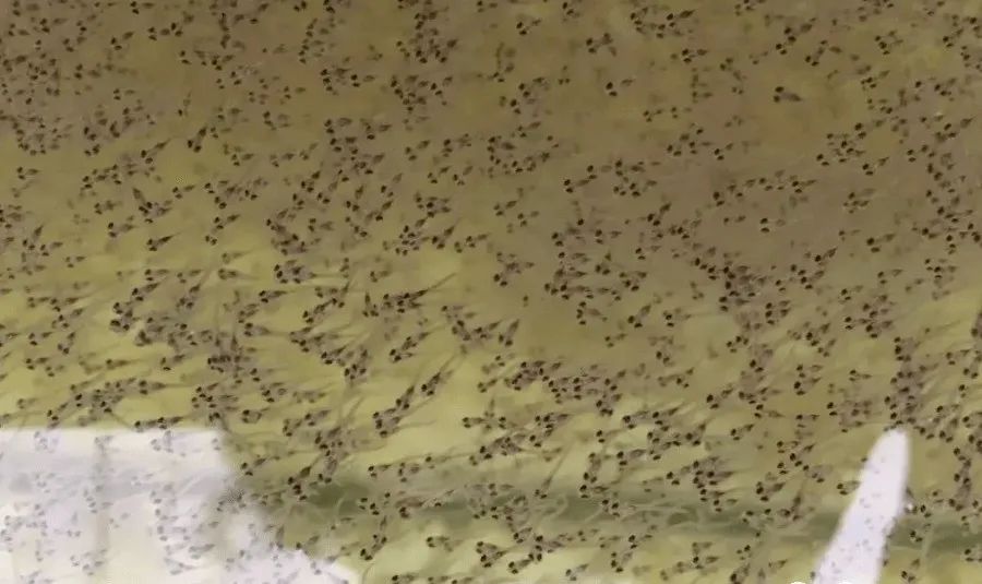 家鱼养殖如何投苗,养殖鱼技术和鱼苗