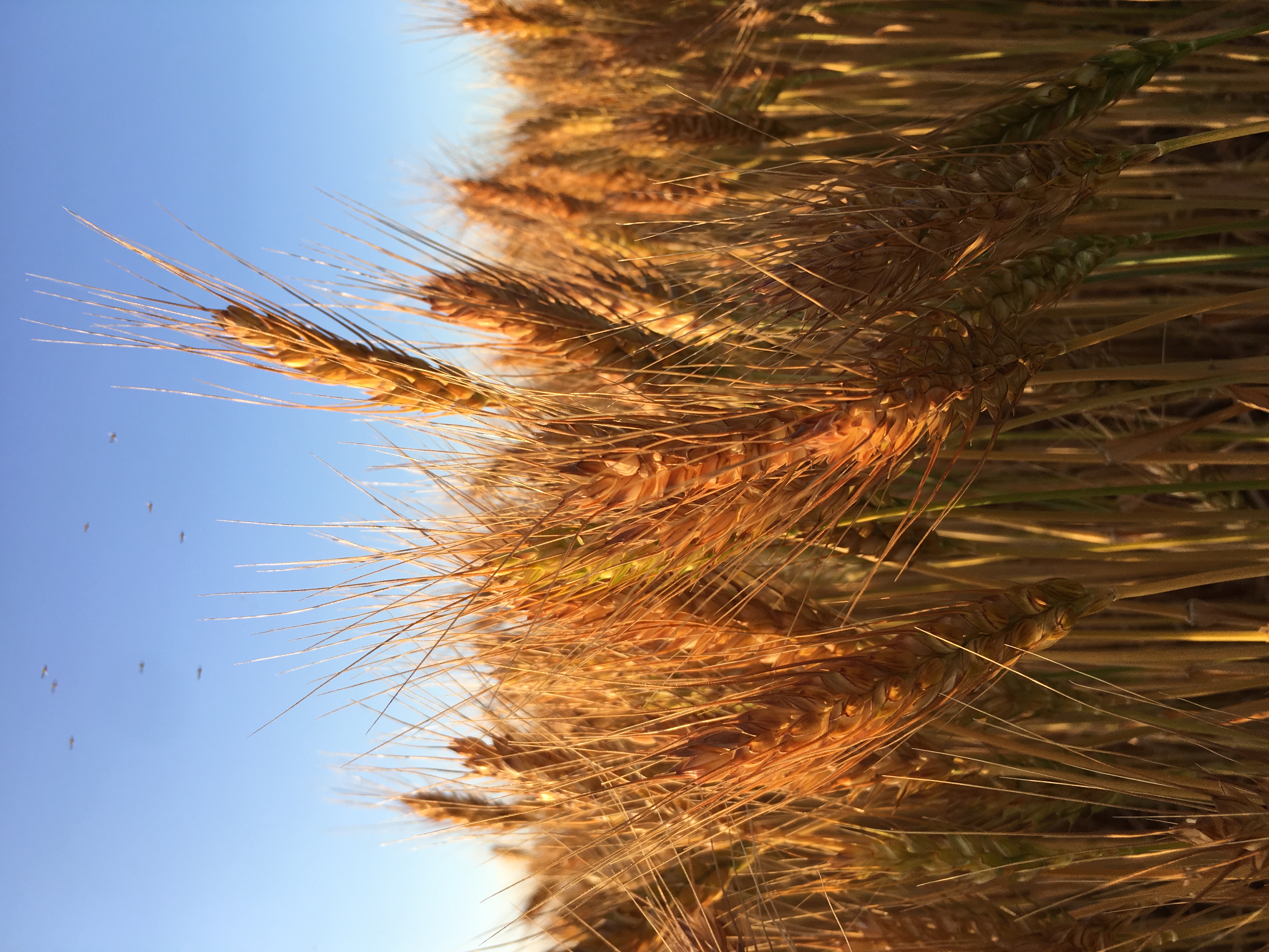 黄骅哪里的小麦是真正的旱碱麦,黄骅旱碱麦是什么样的
