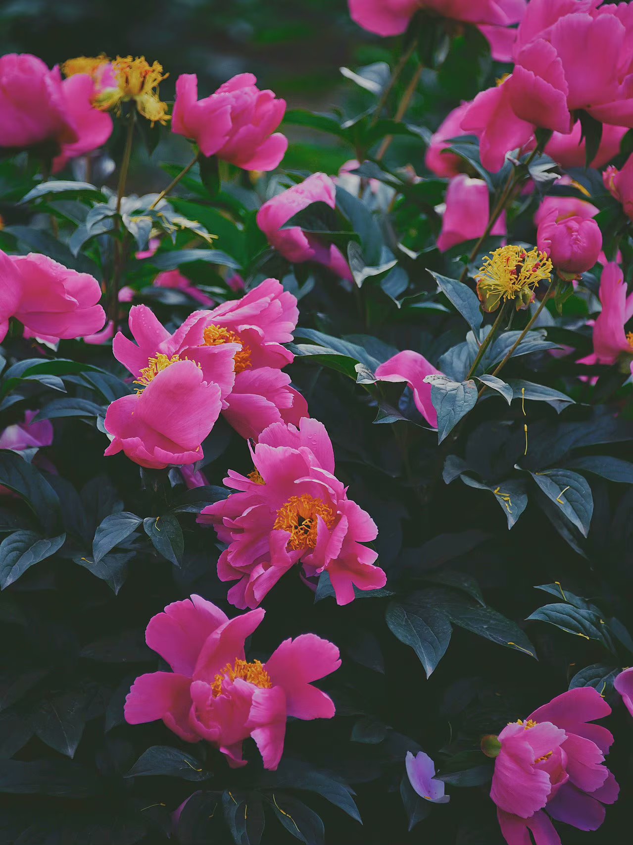 人生苦短其实不完美是生活的常态,人生无常一切都是最好的安排