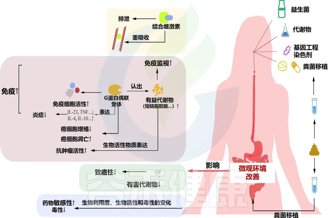 肠道菌群与癌症,妇科肠道菌群失调会自愈吗